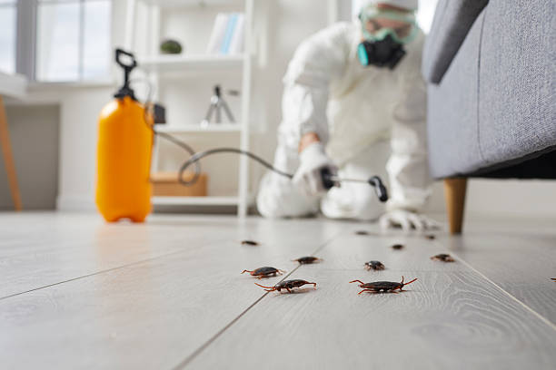 Post-Treatment Bed Bug Interceptor Monitoring in Hudson Oaks